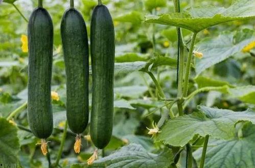 黑吃料吃瓜官网,带你走进神秘的网络世界