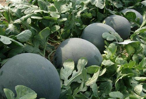 黑瓜吃料最新网,揭秘网络热点背后的真实故事